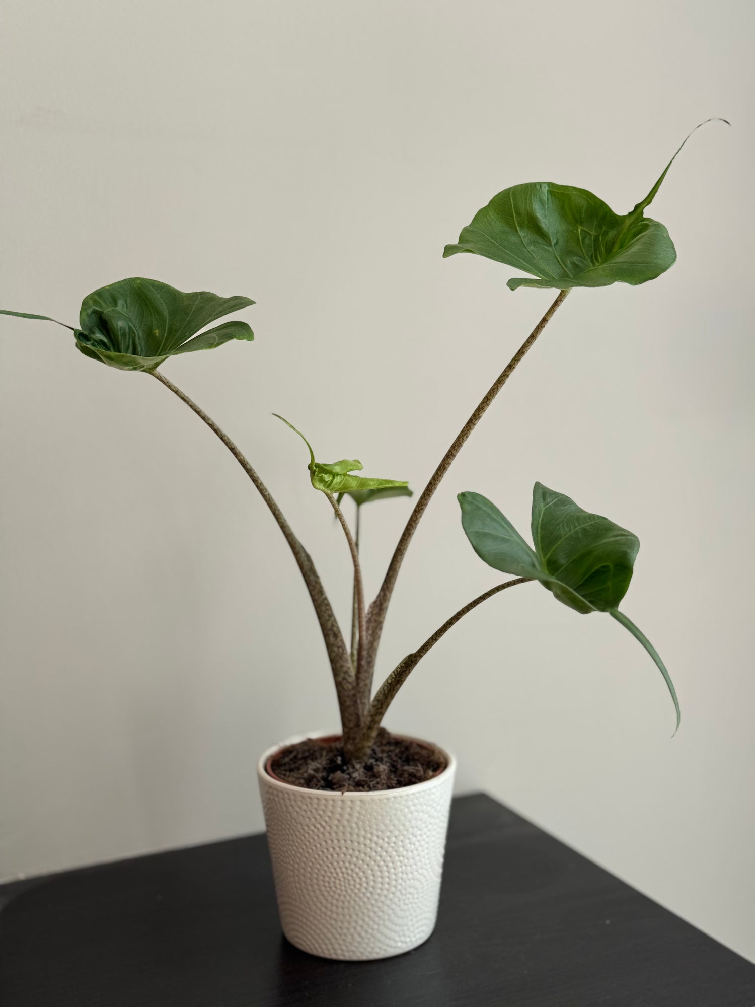 Alocasia Stingray